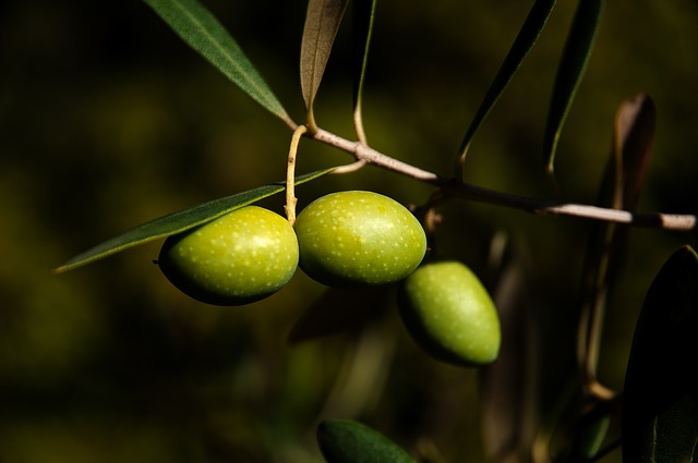 La producción de aceite de oliva y sus problemas medioambientales